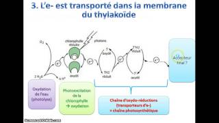 La phase photochimique de la photosynthèse [upl. by Hendry]