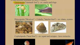 Invertebrate Diversity Part 2 Mollusks A Case Study [upl. by Anifad]