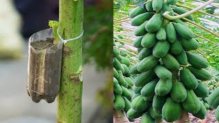 How To Grow Papaya With An Easy Stem The Method Of Growing Papaya From Cuttings Is 100 Successful [upl. by Varin]