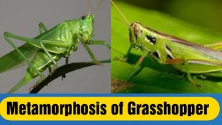 Metamorphosis of grasshopper [upl. by Nett595]