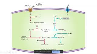 11 Vasodilators and the Treatment of Angina Pectoris [upl. by Huey140]