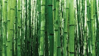 How Fast Does Bamboo Grow [upl. by Aelsel]