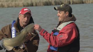 Channel Catfish  Grand River Dunnville ON Part 4 of 4 [upl. by Ebarta]