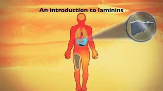 An introduction to laminin cell culture substrates [upl. by Etteloc]