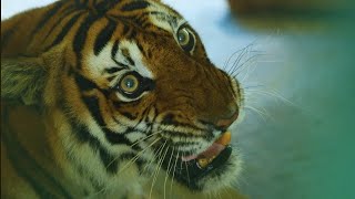 Thrissur Zoological Park Wildlife Conservation amp Research Centre Puthur  Documentary [upl. by Elram]