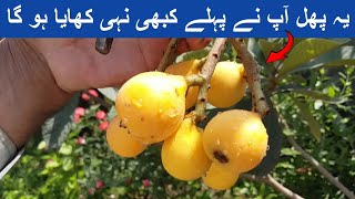 How to Grow Loquat at Home  Start to Harvest [upl. by Clayson439]