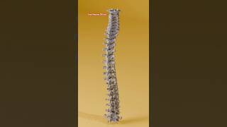 vertebrae anatomy  vertebrae bones  vertebrae diagram  vertebrae structure foryou viralvideo [upl. by Eahcim892]