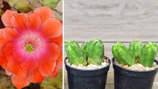 แนะนำแคคตัสแปลกๆ แคคตัสหายาก แคคตัส โมโมทาโร่ วิธีดูแล l Echinocereus Pentalophus cv Momotaro [upl. by Naiditch]