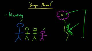 Biology Lecture  59  Gregor Mendel and Genetics [upl. by Aicirt774]