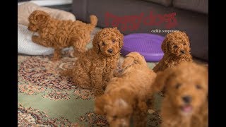 Cavoodle dogs playing amp barking with their 75 week old puppies  make you laugh out loud [upl. by Drawd]