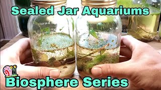 Can Bladder Snails Survive in a Sealed Jar Weekly Biosphere Build Series  Episode 002 [upl. by Jun837]