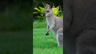 Wild Wallabies in Hawaii And other places around the world🦘 france uk newzealand [upl. by Oek]