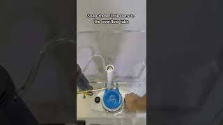 How to DIY Replace the Flapper on Your Toilets Flush Valve  Install Tutorial link in description [upl. by Cyrie]