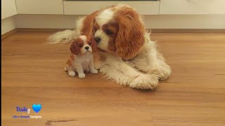 My Cavalier King Charles Spaniel with his Cute Mini Replica and Toys bailey [upl. by Howund773]