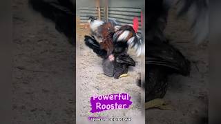 roosterhenanimalstrendingyoutubeshorts [upl. by Sillsby]