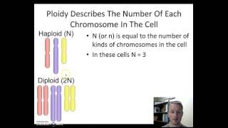 Haploid vs Diploid [upl. by Tome]