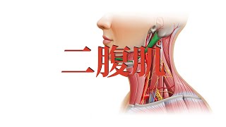 二腹肌 Digastric muscles [upl. by Philps]