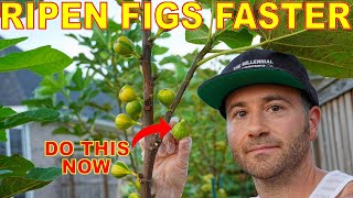 This Is Your LAST CHANCE Do This NOW To Your Figs For BIG Harvests [upl. by Atiniv]