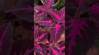 Coleus plant  കണ്ണാടിച്ചെടി  coleusplant coleus homeplanting homegardening shortsvideo [upl. by Alyakcim]