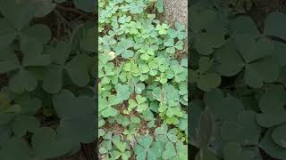 Oxalis plant increases day by day yshortspls likeampsubscribe🙏🙏🙏🙏 [upl. by Llemart]