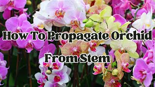 How To Propagate Orchid From Stem  LIFE HACKS [upl. by Nutter]