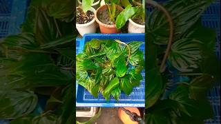 Philodendron micans plant propagation in water trending propagation shorts [upl. by Hamil]