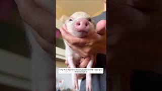 This man found a weak piglet on the road and then raised it animalshorts shortvideo piglet [upl. by Atsahs853]