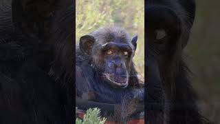 Chimpansee Peggy en haar tobbe  Stichting AAP [upl. by Asilej643]