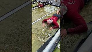 DARING Crawl Under ELECTRIC Wires ToughMudder [upl. by Shawnee]