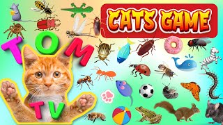 Cat Game Tom TV  Ultimate Cat TV Compilation Vol 17  3 HOUR  GAME FOR CATS TO WATCH 🐝🐞🦋🦎🦜🐜🐭🧵😺 [upl. by Yssac]