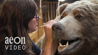 Inside the World Taxidermy Championships  Taxidermists [upl. by Yehc899]