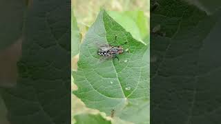 Flesh fly Sarcophaga Bushwood east London [upl. by Nayrb436]