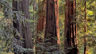 Big Sur Campground amp Cabins Site Tour [upl. by Nashner]