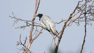 Blackfaced Cuckooshrike Hervey Bay Qld [upl. by Shina900]