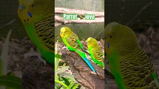 Parrot love  birds  shorts viralvideo trending subscribe [upl. by Aynod842]