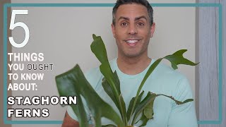 5 Things You Ought To Know About Your Staghorn Fern Platycerium Bifurcatum Care  When To Mount It [upl. by Assenab]