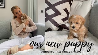 WE GOT A PUPPY  BRINGING HOME OUR TOY MALTIPOO [upl. by Stonwin]