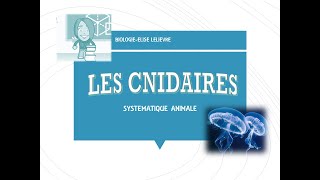 Cnidaires [upl. by Vaasta]