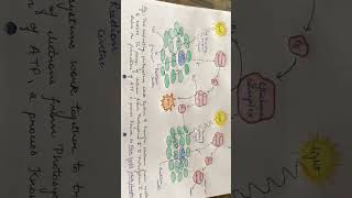 Non Cyclic photo phosphorylation bsc biology msc drawing chemistry mscbotany bscmsc [upl. by Disraeli771]