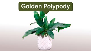 Golden Polypody [upl. by Aned]