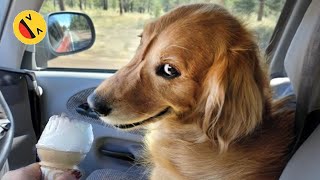 New Funny Animals 😂 Funniest Cats and Dogs Videos 😺🐶 [upl. by Narual]