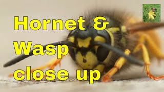 UK WILDLIFE  Wasp and Hornet  identification amp comparison [upl. by Norrek]