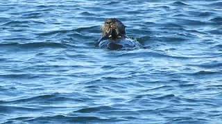 Sea Otter Eating [upl. by Nnitsuj]