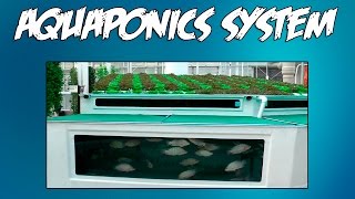 Aquaponics Diy [upl. by Raymund]