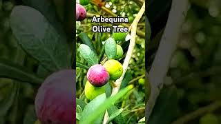 The Arbequina Olive Tree tnog youtubeshorts olivetree neworleans [upl. by Mahgem]