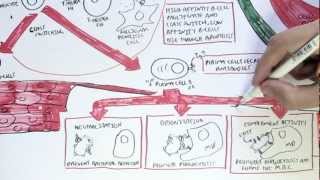 Immunology Map VI  Humoral Immunity [upl. by Niccolo938]