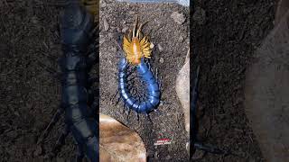 Scolopendra Hainanum Black youtubeshorts shortvideo [upl. by Valdis586]