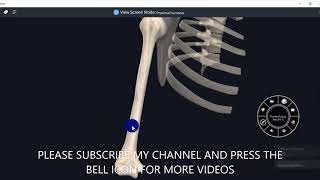 ANATOMY OF HUMERUS WITH MUSCLE ATTACHMENTS3D VIDEOUPPER LIMB3D ANATOMY [upl. by Cesaro105]