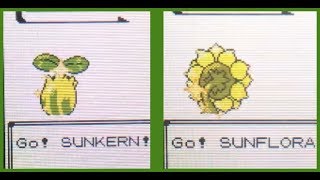 LIVE Shiny Sunkern in National Park in Crystal version after 9574 REs  Evolution to Sunflora [upl. by Katherin373]