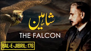 BaleJibril 176  The Falcon  Shaheen  Allama Iqbal  Iqbaliyat  AadhiBaat [upl. by Leasim]